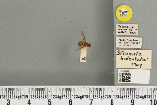 Bactrocera (Bactrocera) bidentata (May, 1963) - BMNHE_1434571_28412