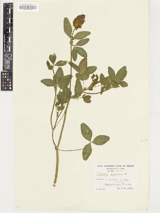 Trifolium pratense L. - BM001036726