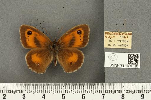 Pyronia tithonus britanniae ab. tithonellus Strand, 1912 - BMNHE_1091230_1635
