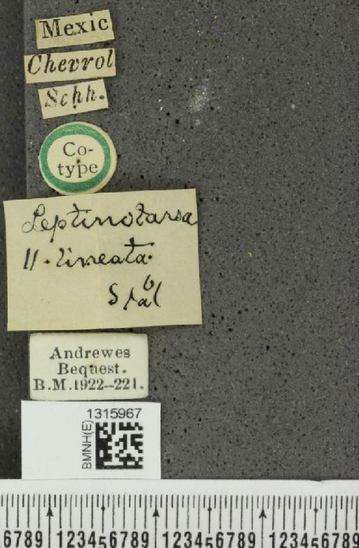 Leptinotarsa undecimlineata (Stål, 1858) - BMNHE_1315967_label_15652