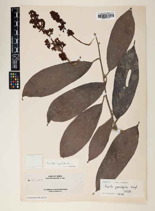 Erycibe grandifolia Merr. ex Hoogland - 001014536