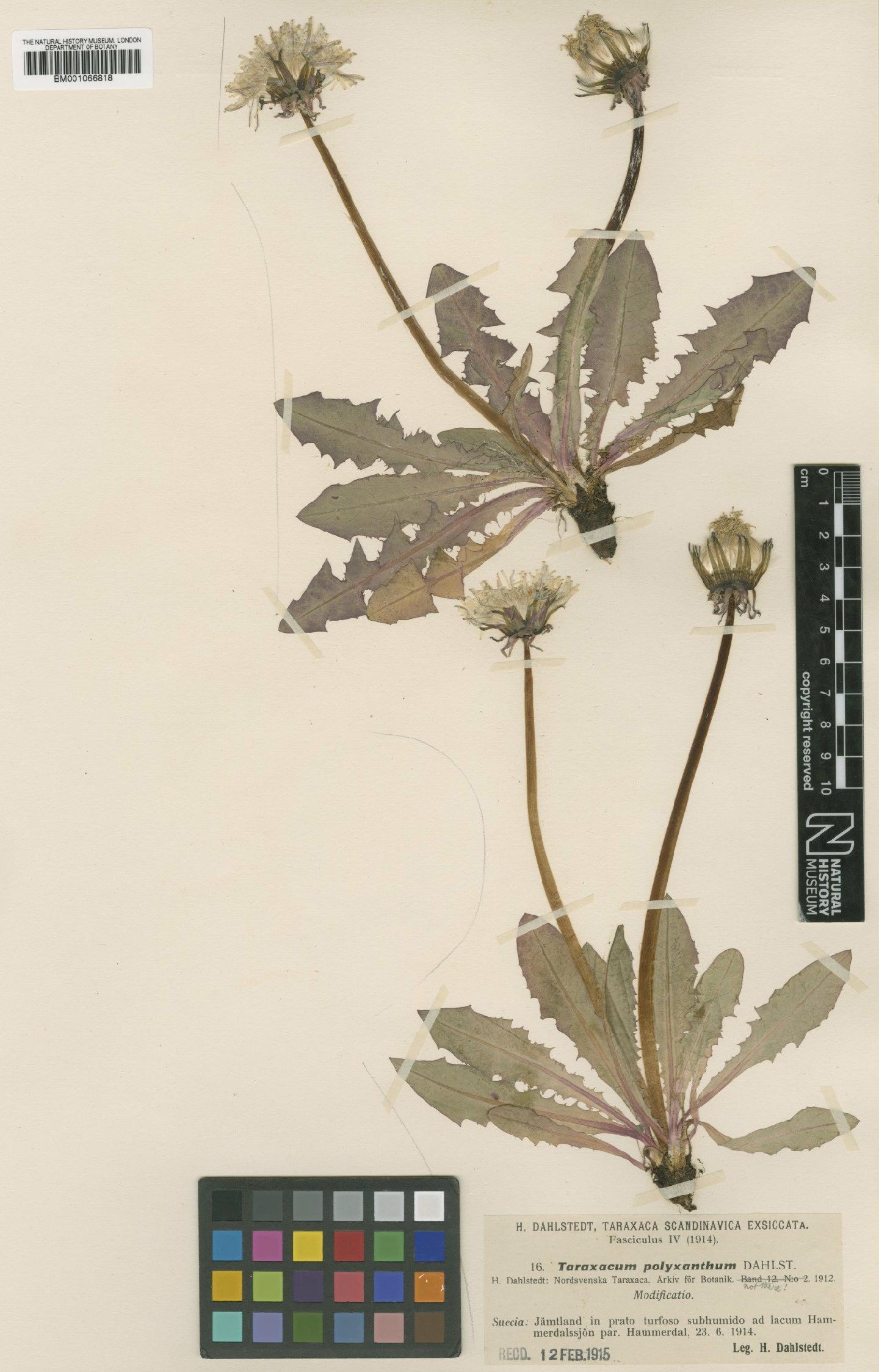 To NHMUK collection (Taraxacum polyxanthum Dahlst.; TYPE; NHMUK:ecatalogue:2233473)