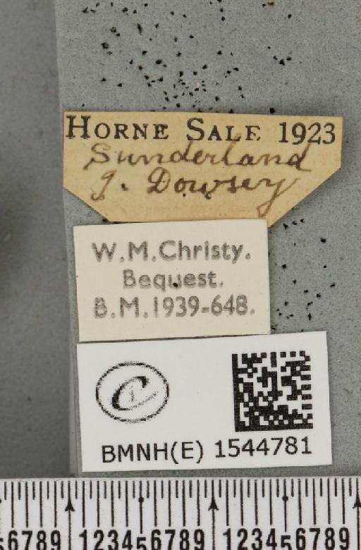 Tethea or or ab. albigensis Warnecke, 1908 - BMNHE_1544781_label_236161