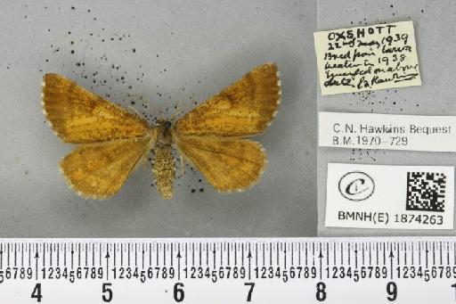 Bupalus piniaria (Linnaeus, 1758) - BMNHE_1874263_494087