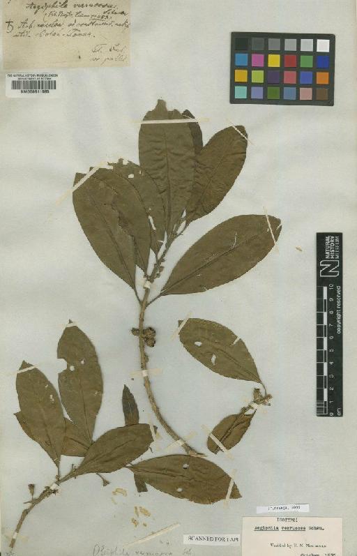 Aegiphila verrucosa Schauer - BM000611595