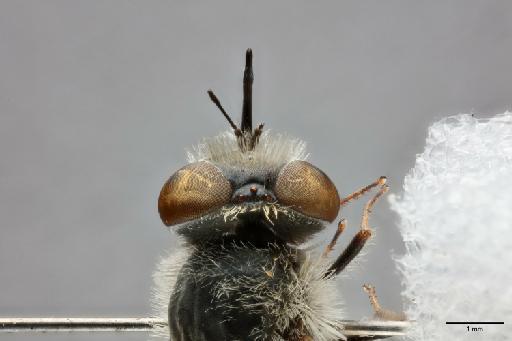 Hyperusia xantholeuca Bowden, 1975 - 013445828_dorsal_head