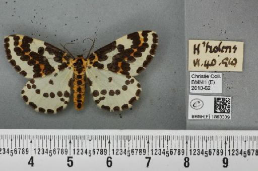 Abraxas grossulariata (Linnaeus, 1758) - BMNHE_1883339_439228