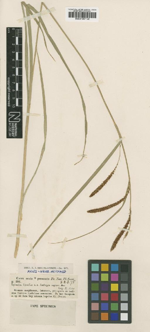 Carex acuta L. - BM001067122