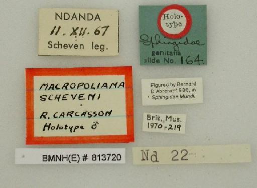 Pantophaea scheveni (Carcasson, 1972) - Macropoliana_scheveni_Carcasson_1972_BMNH(E)#813720