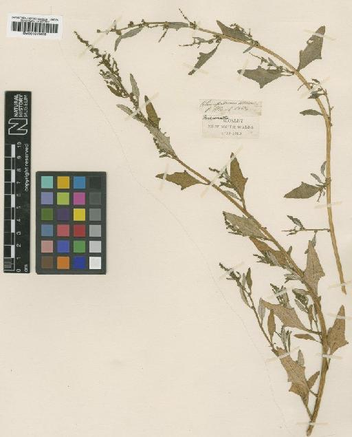 Chenopodium glaucum L. - BM001015838