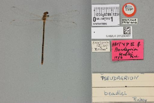 Pseudagrion beadlei Pinhey, 1961 - 011250457_dorsal