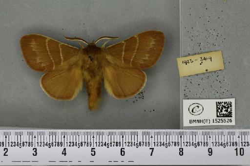 Macrothylacia rubi (Linnaeus, 1758) - BMNHE_1525526_a_196193