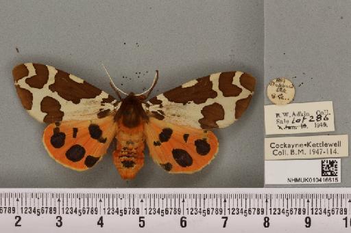 Arctia caja ab. albomedia Cockayne, 1949 - NHMUK_010416615_529004