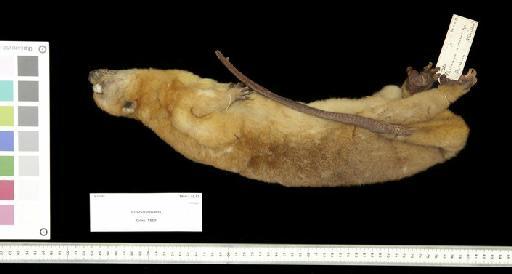 Cuscus ornatus Gray, 1860 - 1860.1.10.17_Skin_Lateral Right