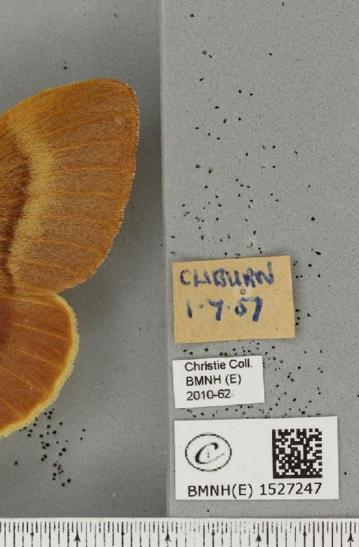 Lasiocampa quercus quercus (Linnaeus, 1758) - BMNHE_1527247_label_195275