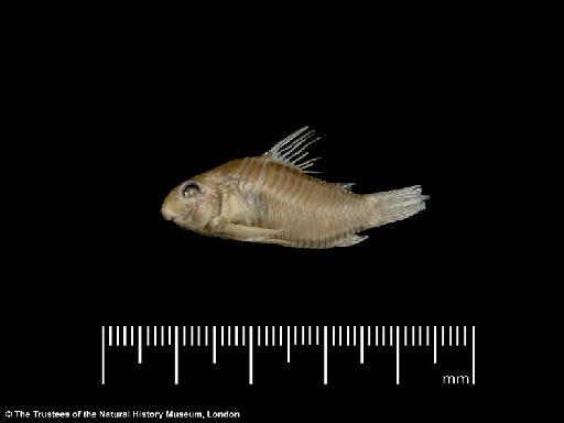 Corydoras polystictus Regan, 1912 - BMNH 1895.5.17.62, LECTOTYPE, Corydoras polystictus, lateral