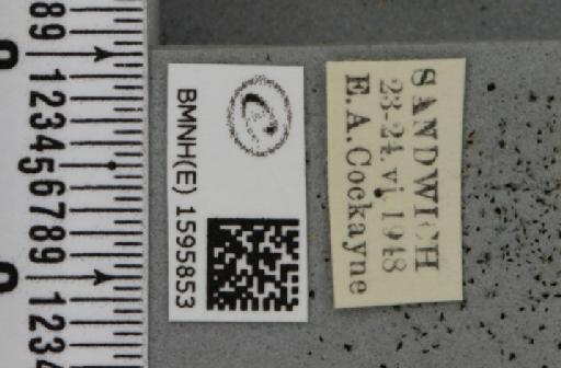 Idaea ochrata (Scopoli, 1763) - BMNHE_1595853_label_261052