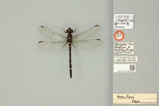 Microgomphus souteri Fraser, 1924 - 013323425_dorsal