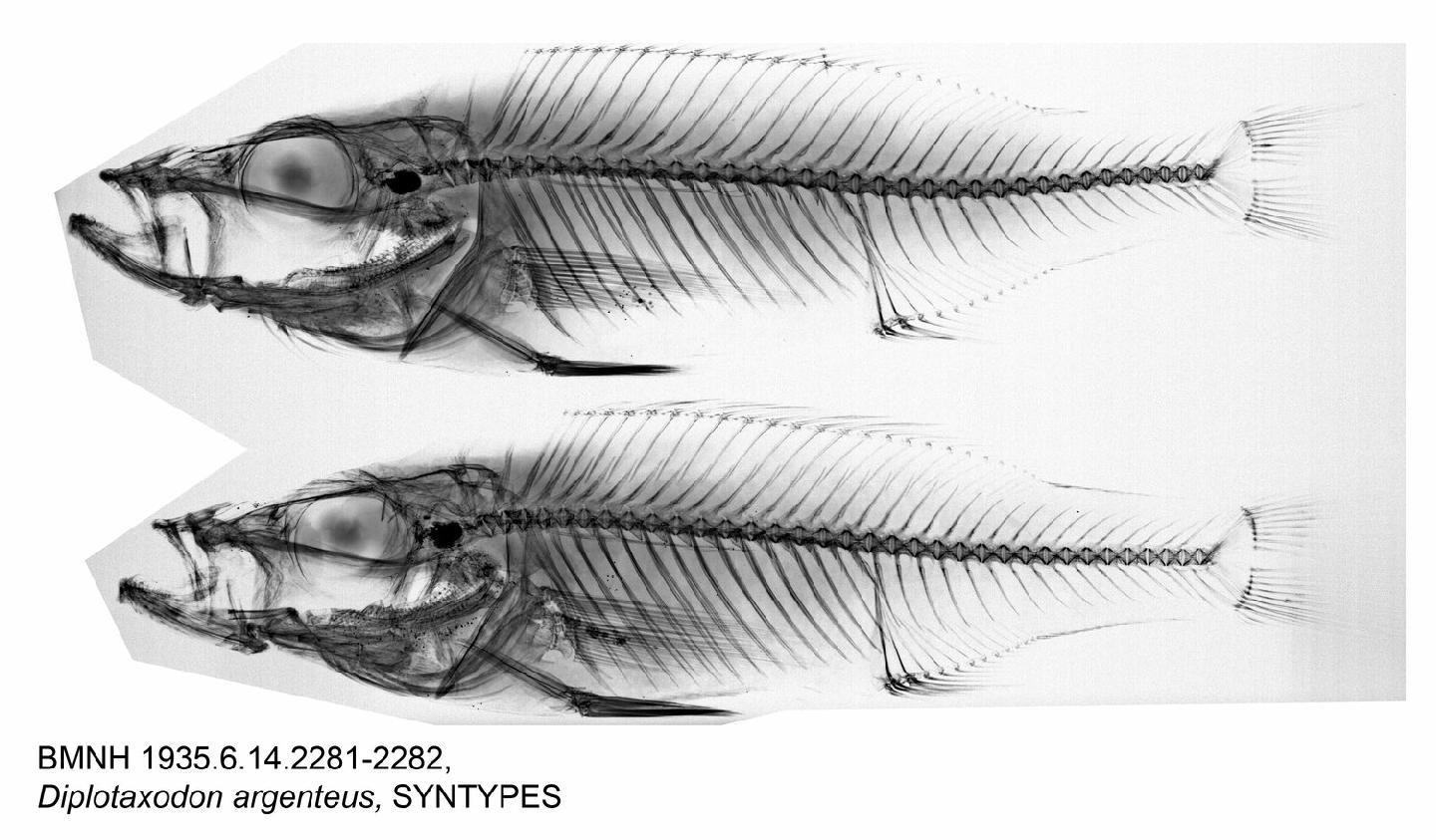 To NHMUK collection (Diplotaxodon argenteus Trewavas, 1935; LECTOTYPE; NHMUK:ecatalogue:8167337)