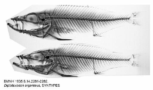 Diplotaxodon argenteus Trewavas, 1935 - BMNH 1935.6.14.2281-2282, Diplotaxodon argenteus, SYNTYPES, Radiograph