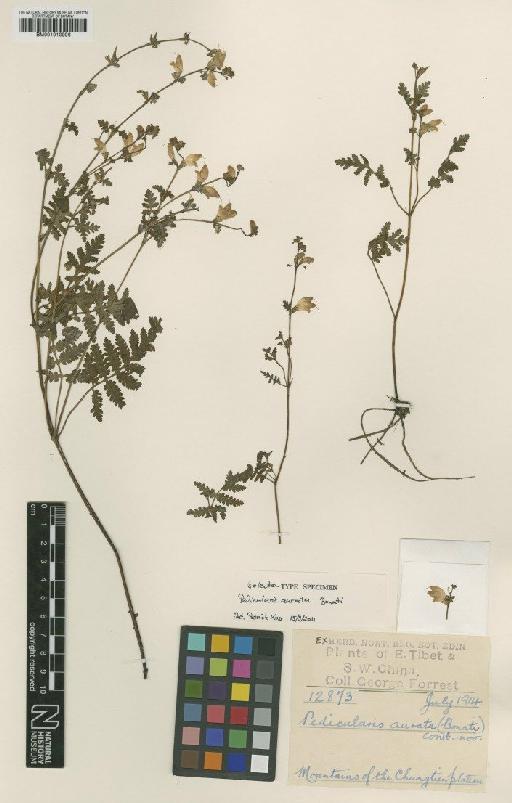 Pedicularis aurata (Bonati) Li - BM001010996