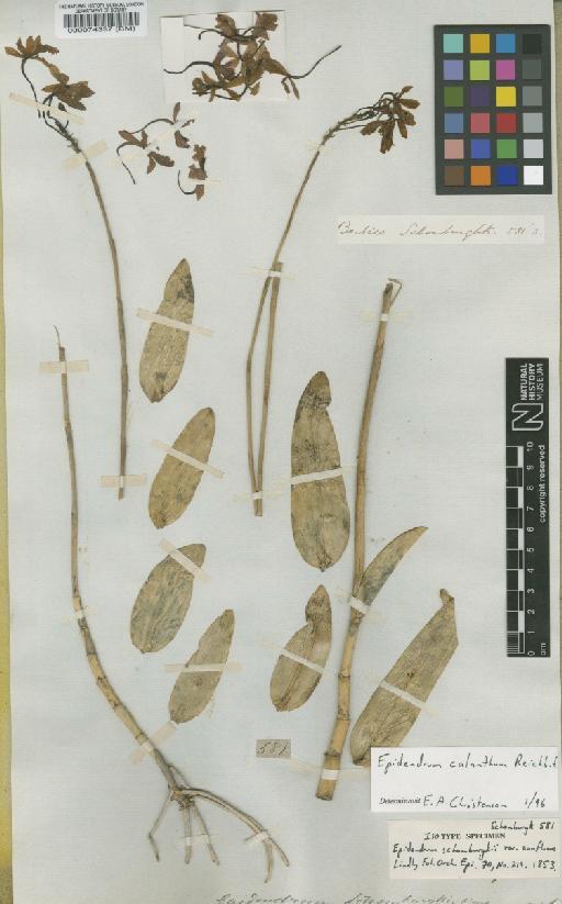 Epidendrum calanthum Rchb.f. - BM000074337