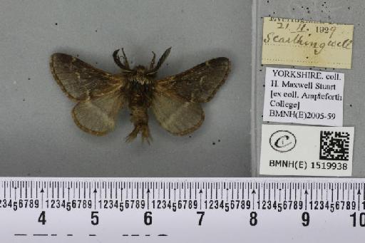 Poecilocampa populi (Linnaeus, 1758) - BMNHE_1519938_189355