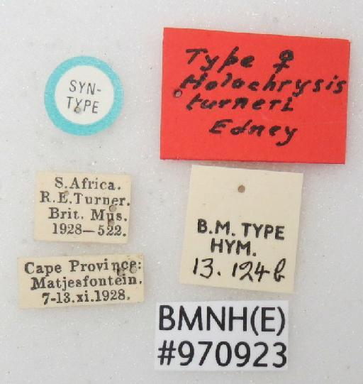 Chrysis turneriella Bohart, 1990 - Chrysis_turneri-BMNH(E)#970923_type-labels