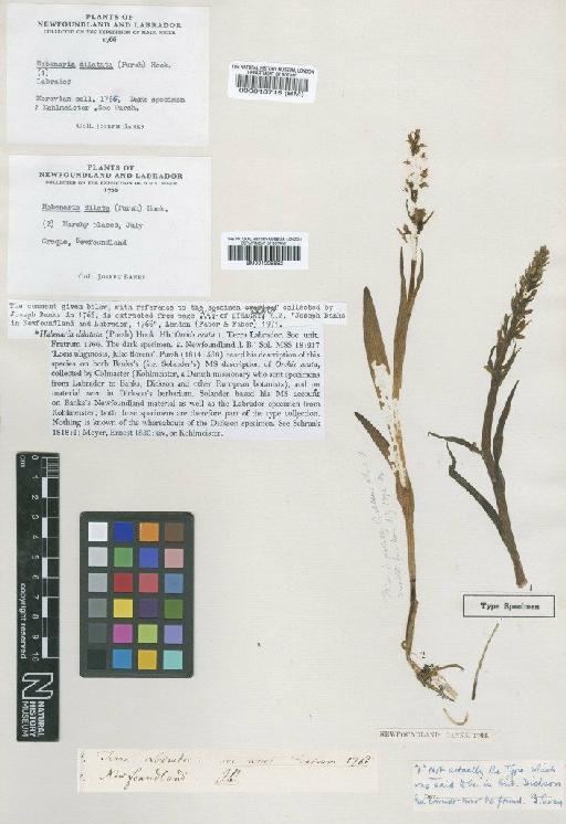 Platanthera dilatata (Pursh) Lindl. ex L.C.Beck - BM000018715