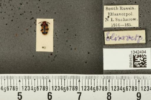 Crioceris (Crioceris) bicruciata (Sahlberg, C.R., 1823) - BMNHE_1342494_12125