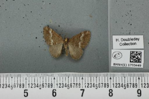 Perizoma alchemillata (Linnaeus, 1758) - BMNHE_1793449_370528