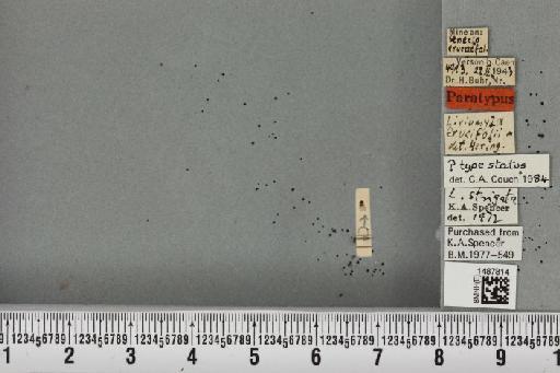 Liriomyza strigata (Meigen, 1830) - BMNHE_1487814_51644