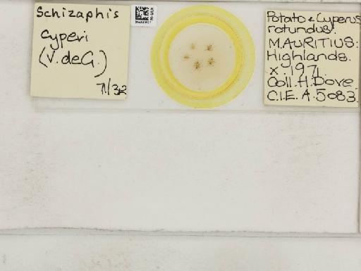 Schizaphis cyperi van der Goot, 1917 - 014880577_112782_1095949_157799_NoStatus