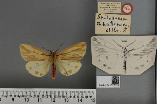 Diacrisia nehallenia Oberthür, 1911 - BMNH(E) 1377151 Spilosoma nehallenia Oberthur type dorsal