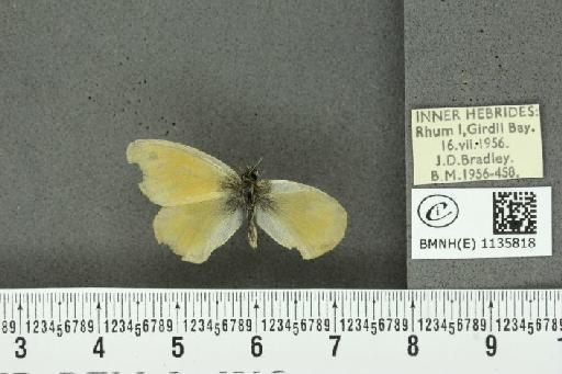 Coenonympha pamphilus (Linnaeus, 1758) - BMNHE_1135818_93871