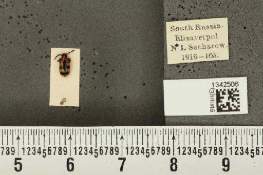 Crioceris (Crioceris) bicruciata (Sahlberg, C.R., 1823) - BMNHE_1342506_12126