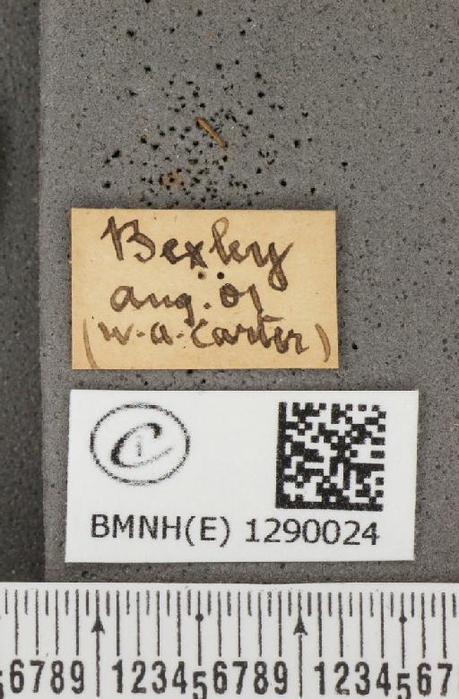 Thecla betulae (Linnaeus, 1758) - BMNHE_1290024_label_128388