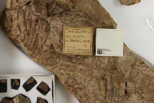 Plesiosaurus macrocephalus Owen, 1838 - 010024788_L010221597_(1)