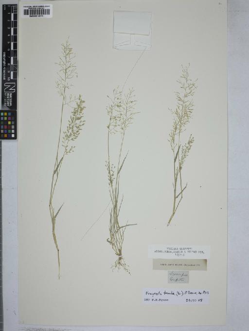 Eragrostis tenella (L.) P.Beauv. ex Roem. & Schult. - 000915111
