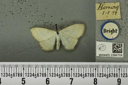 Scopula floslactata floslactata (Haworth, 1809) - BMNHE_1586716_271044