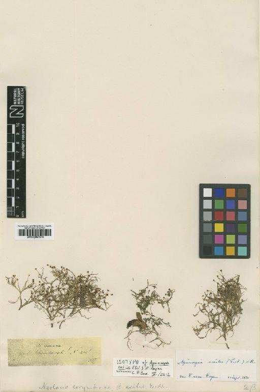 Apinagia exilis (Tul.) P.Royen - BM000957978