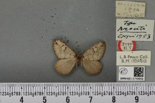 Hydriomena furcata ab. prouti Cockayne, 1953 - BMNHE_1749992_327819