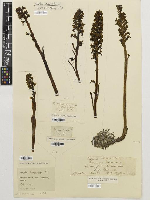 Neottia nidus-avis (L.) Rich. - BM001164108