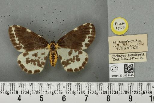 Abraxas grossulariata ab. nigrovelata Cockayne, 1939 - BMNHE_1855440_416124