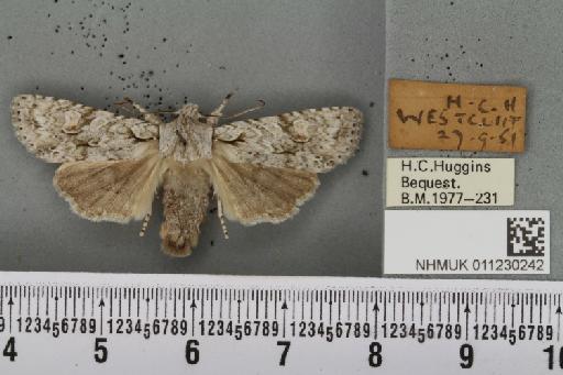 Lithophane ornitopus lactipennis (Dadd, 1911) - NHMUK_011230242_632485