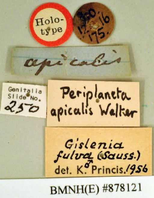 Periplaneta apicalis Walker, 1868 - Periplaneta apicalis Walker, F, 1868, male, holotype, labels. Photographer: Heidi Hopkins. BMNH(E)#878121