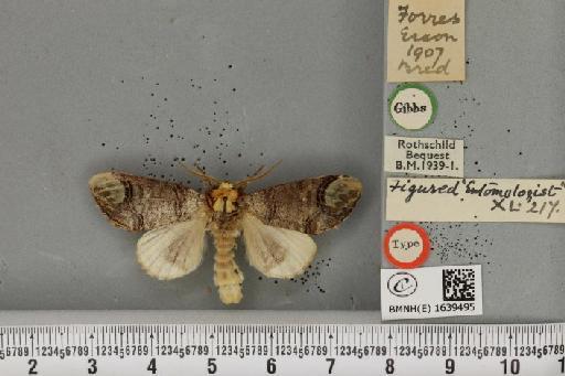 Phalera bucephala ab. olivapicata Cockayne, 1942 - BMNHE_1639495_208696