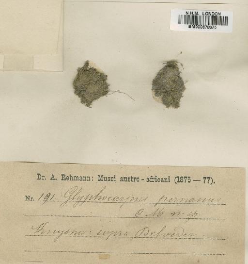 Philonotis dregeana (Müll.Hal.) A.Jaeger - BM000878375