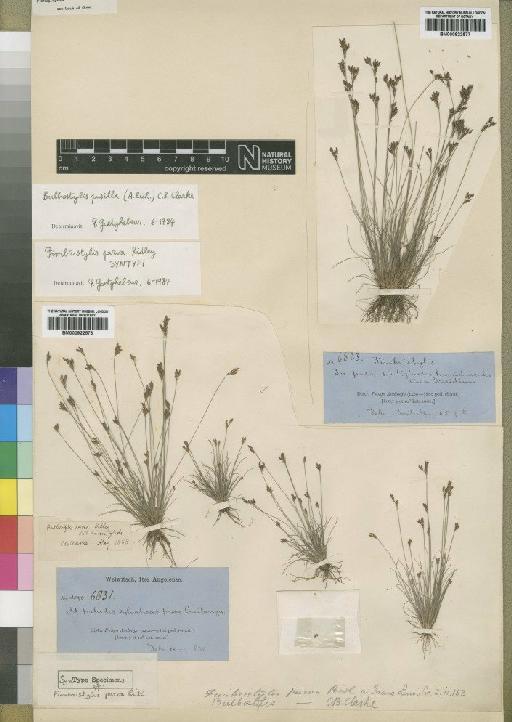 Bulbostylis pusilla C.B.Clarke - BM000922576