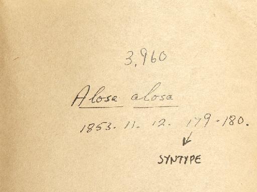 Clupea alosa Linnaeus, 1758 - BMNH 1853.11.12.179-180, Alosa alosa, Wheeler note